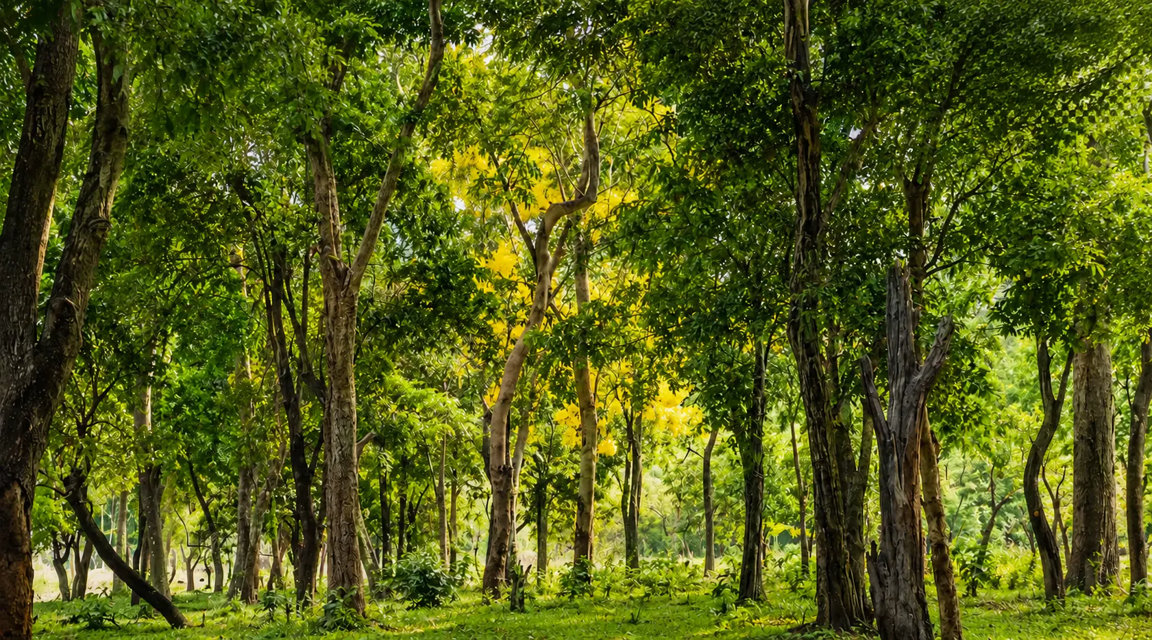 NSP Pvt. Limited — Red Sandalwood Farm Lands